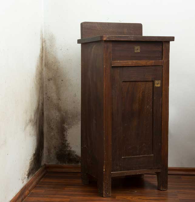 Schimmelsanierung in Wien